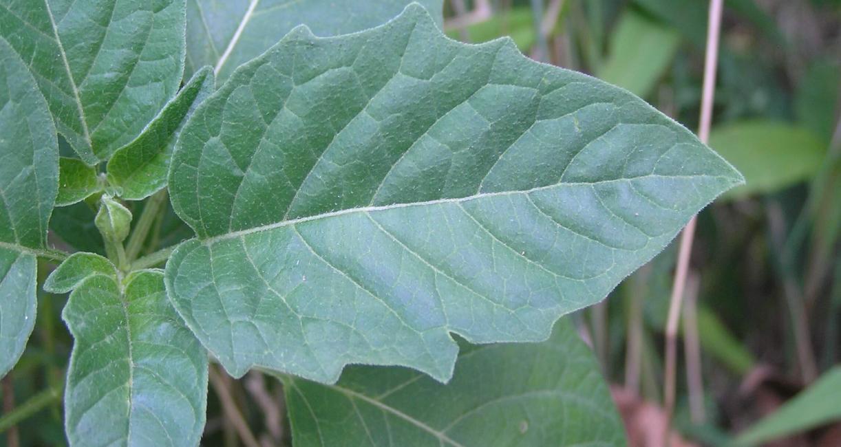 Smooth Ground Cherry leaves