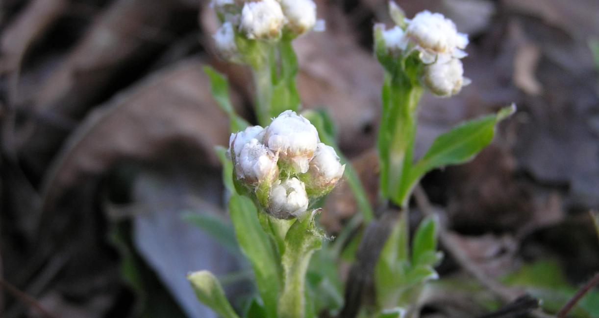 Smooth Pussytoes flower
