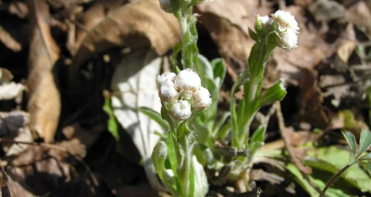 Smooth Pussytoes flower