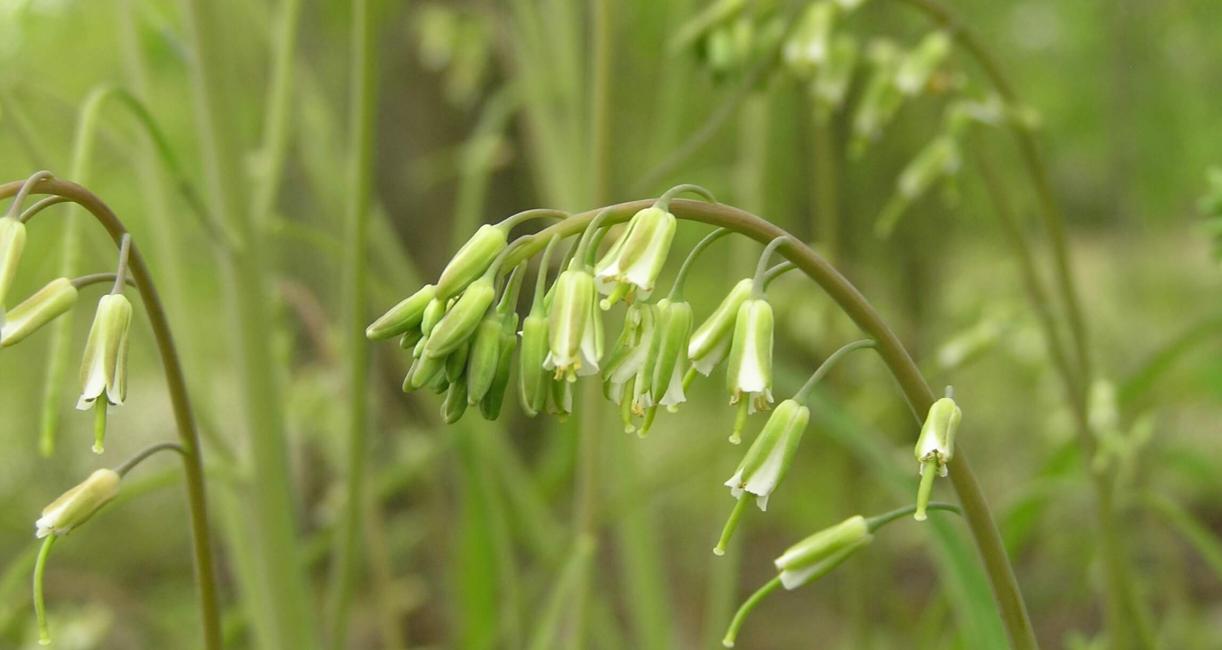 Smooth Rock Cress flower