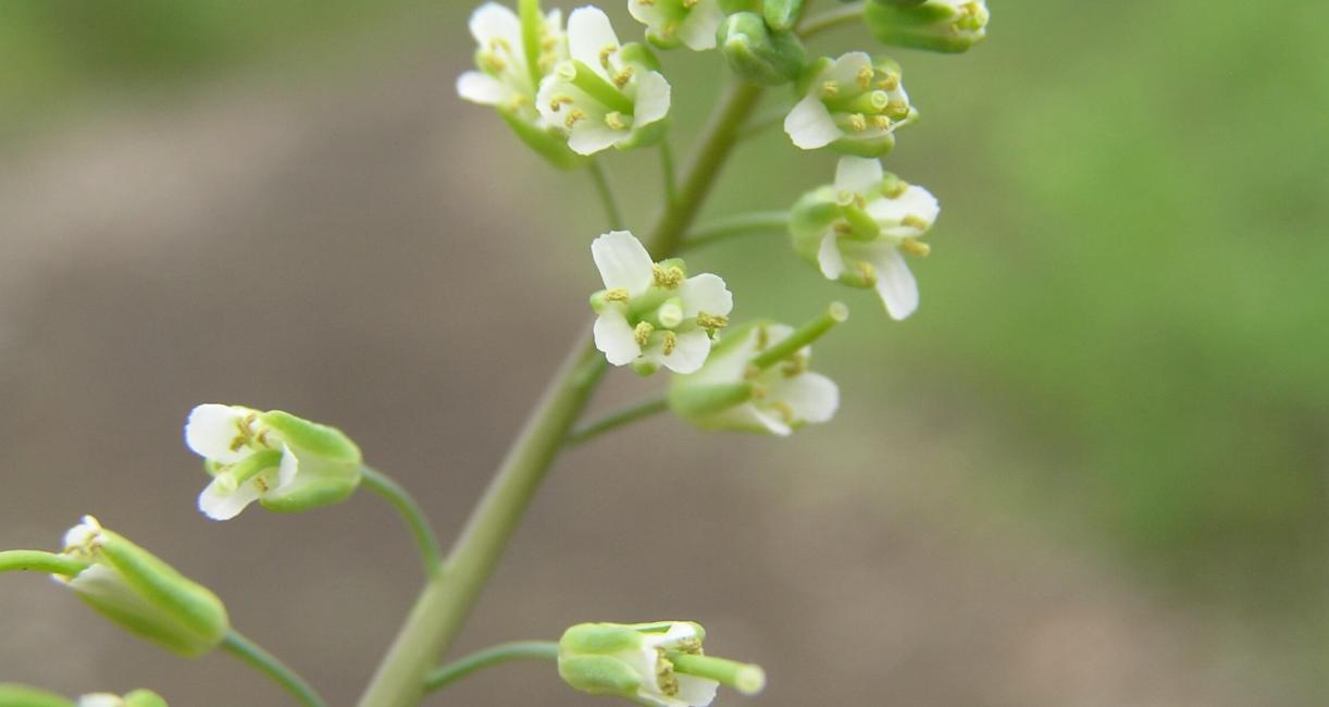 Smooth Rock Cress flower