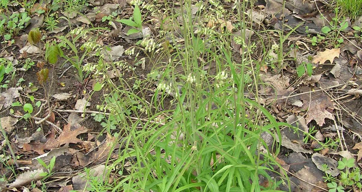 Smooth Rock Cress habit