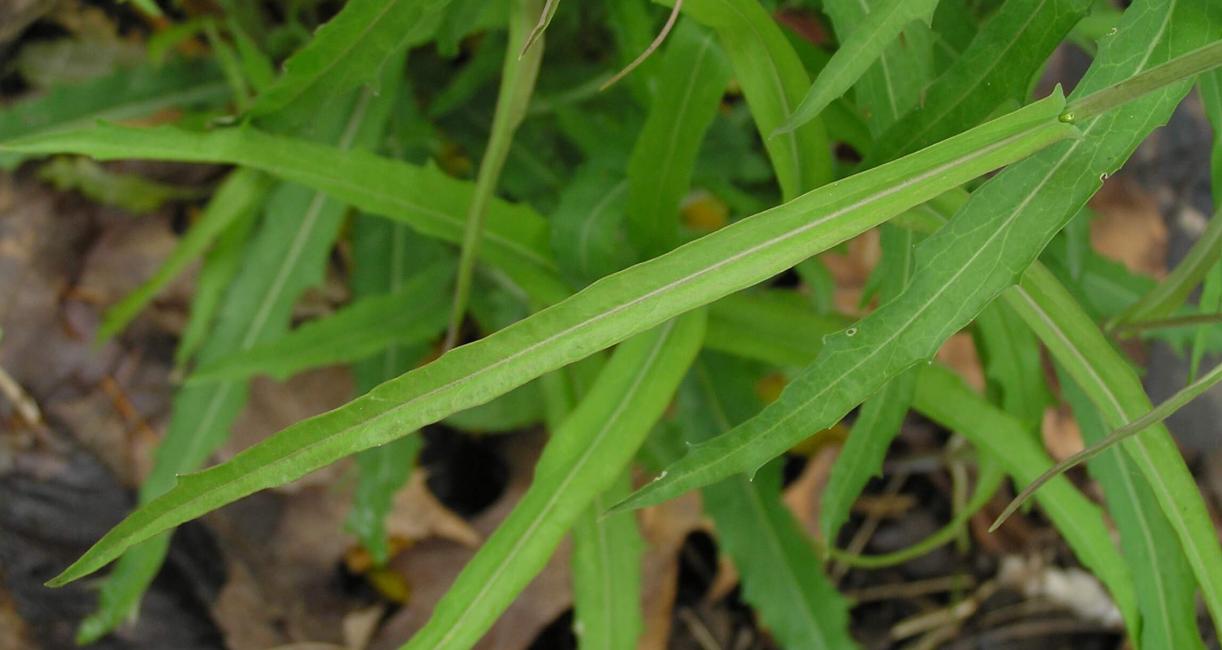 Smooth Rock Cress leaves