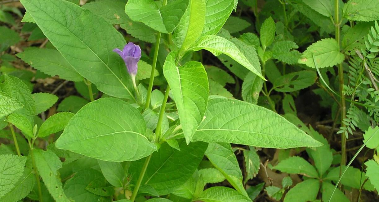 Smooth Ruellia habit