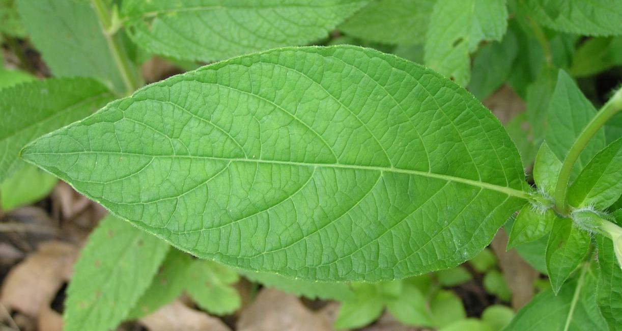 Smooth Ruellia leaves