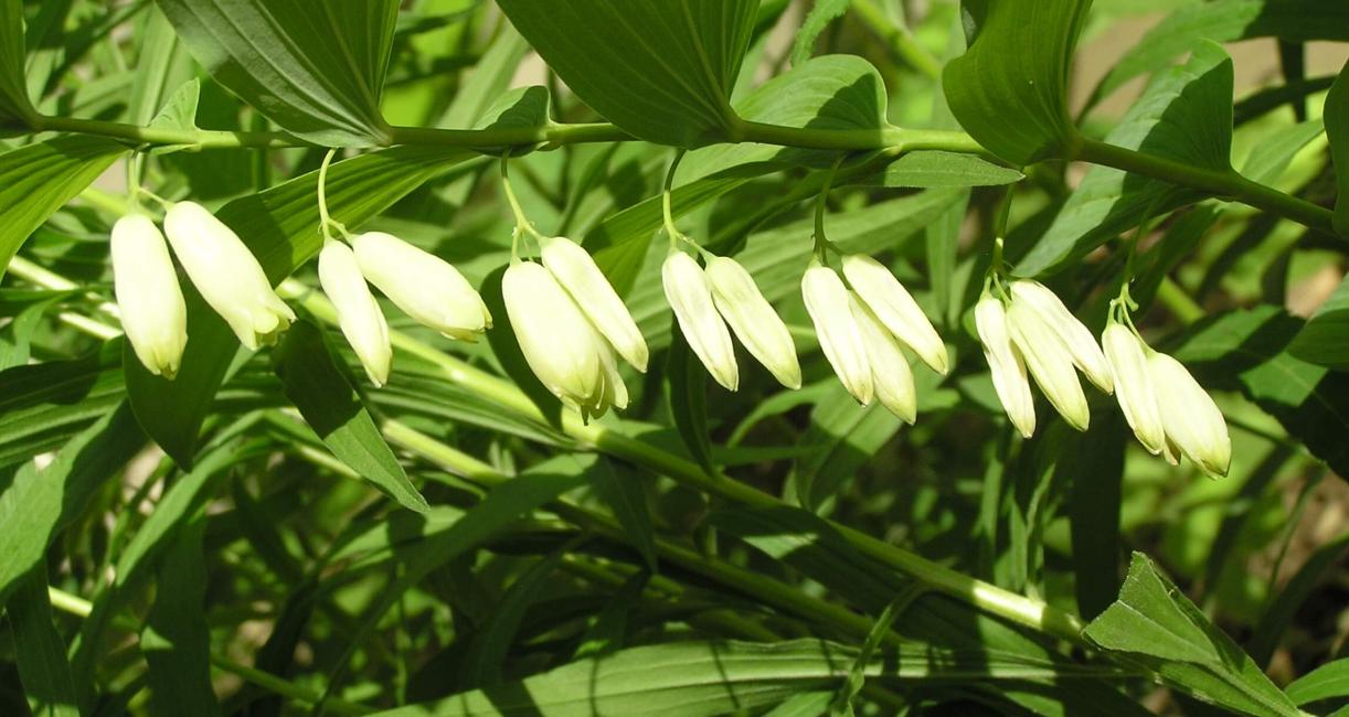 Smooth Solomons Seal flower