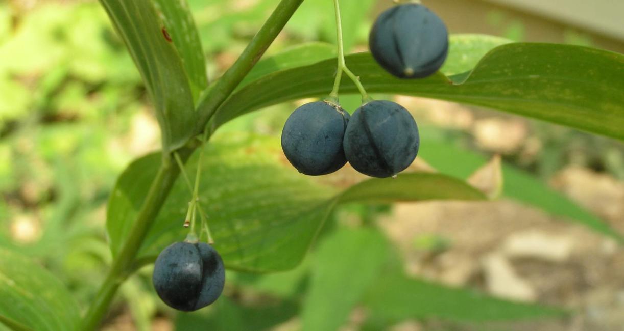 Smooth Solomons Seal fruit