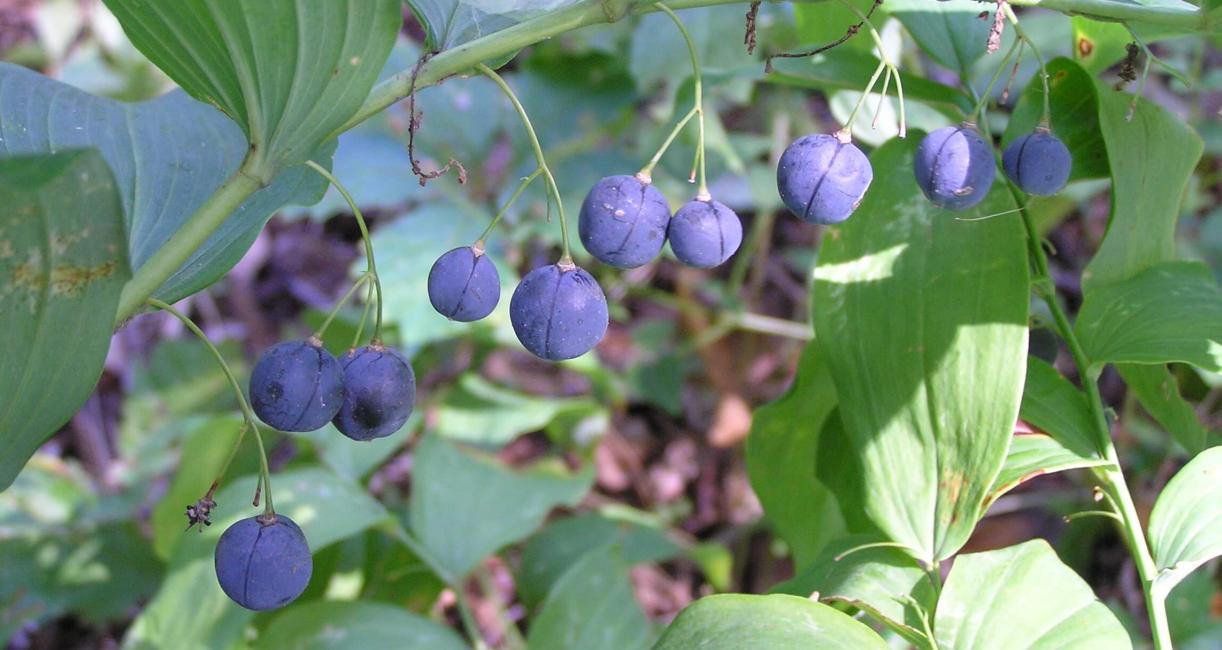 Smooth Solomons Seal fruit