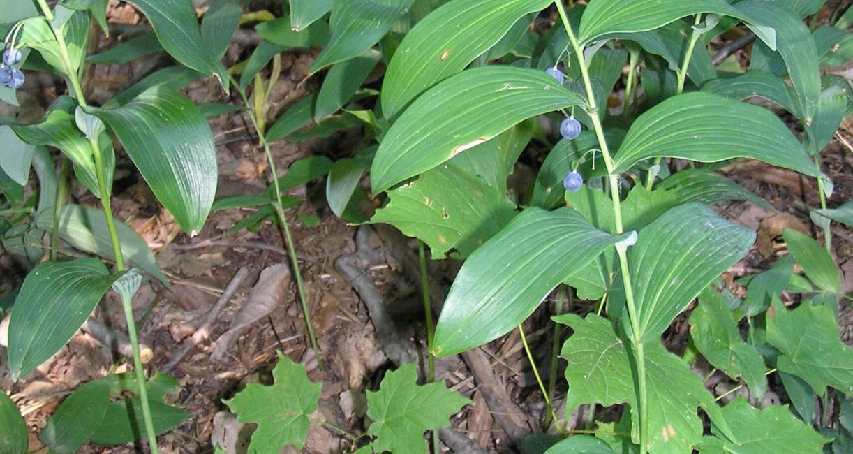 Smooth Solomons Seal habit