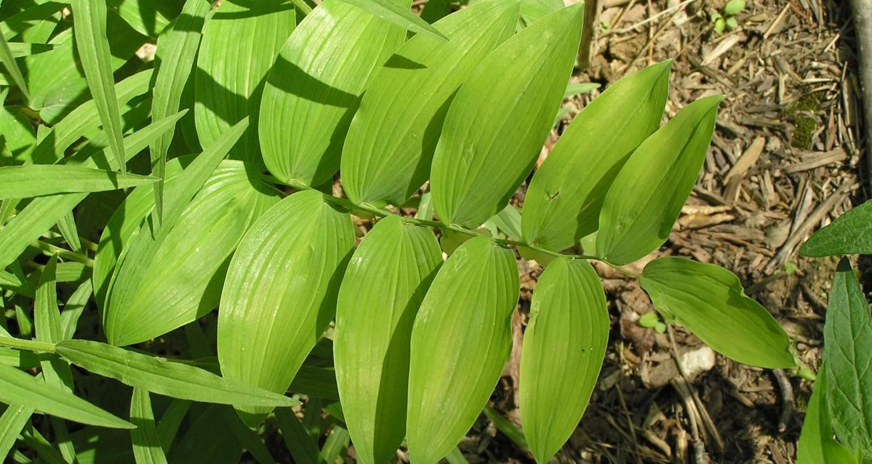 Smooth Solomons Seal leaves