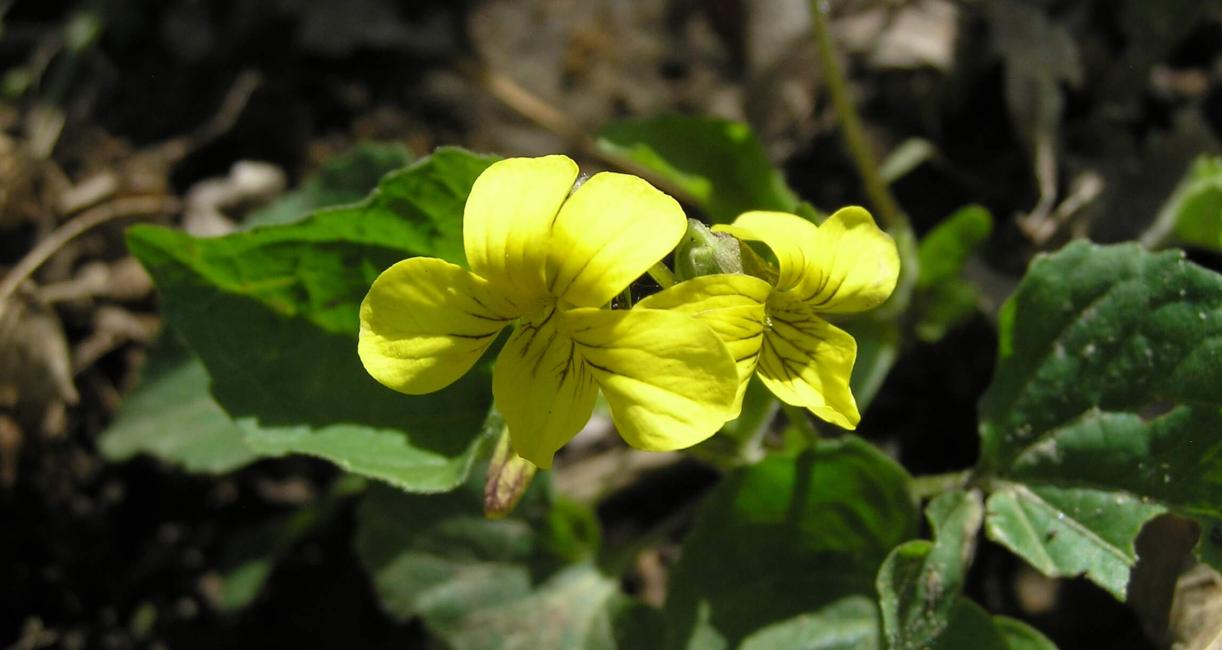 Smooth Yellow Violet flower