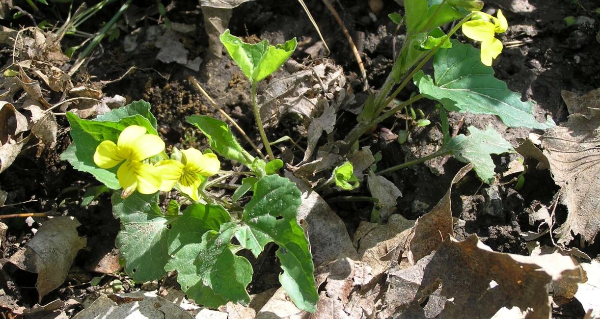 Smooth Yellow Violet habit