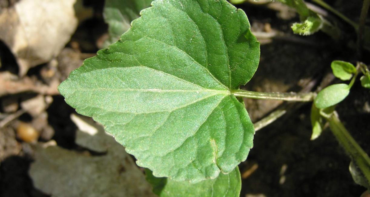 Smooth Yellow Violet leaves