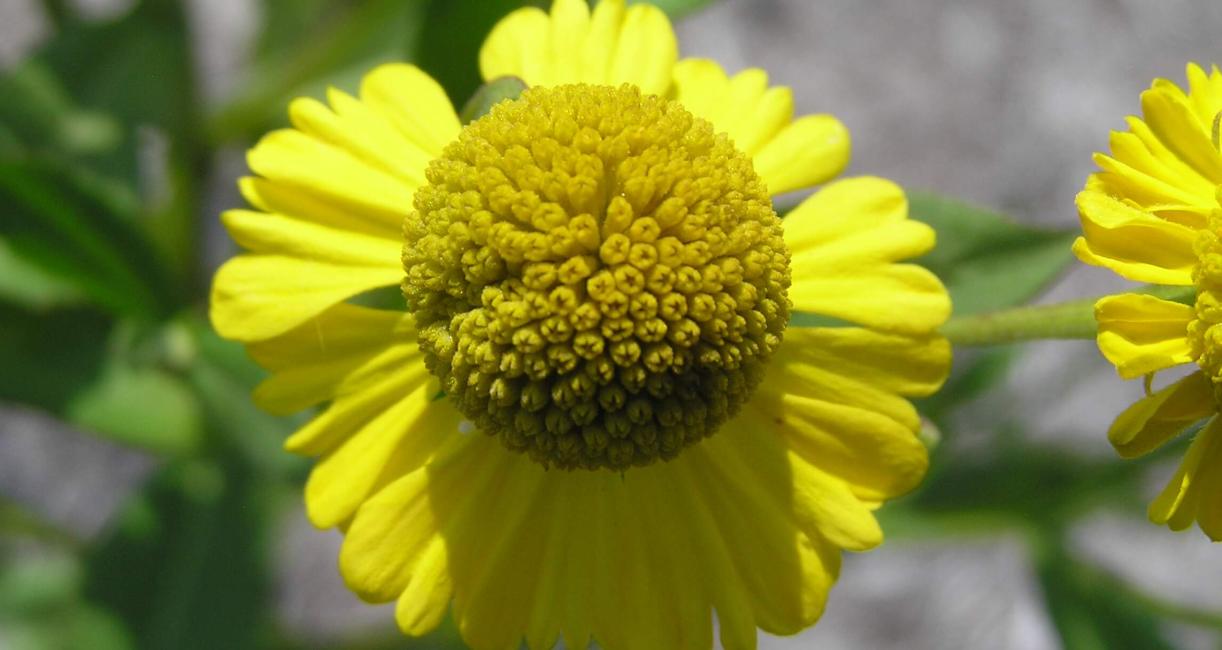 Sneezeweed flower