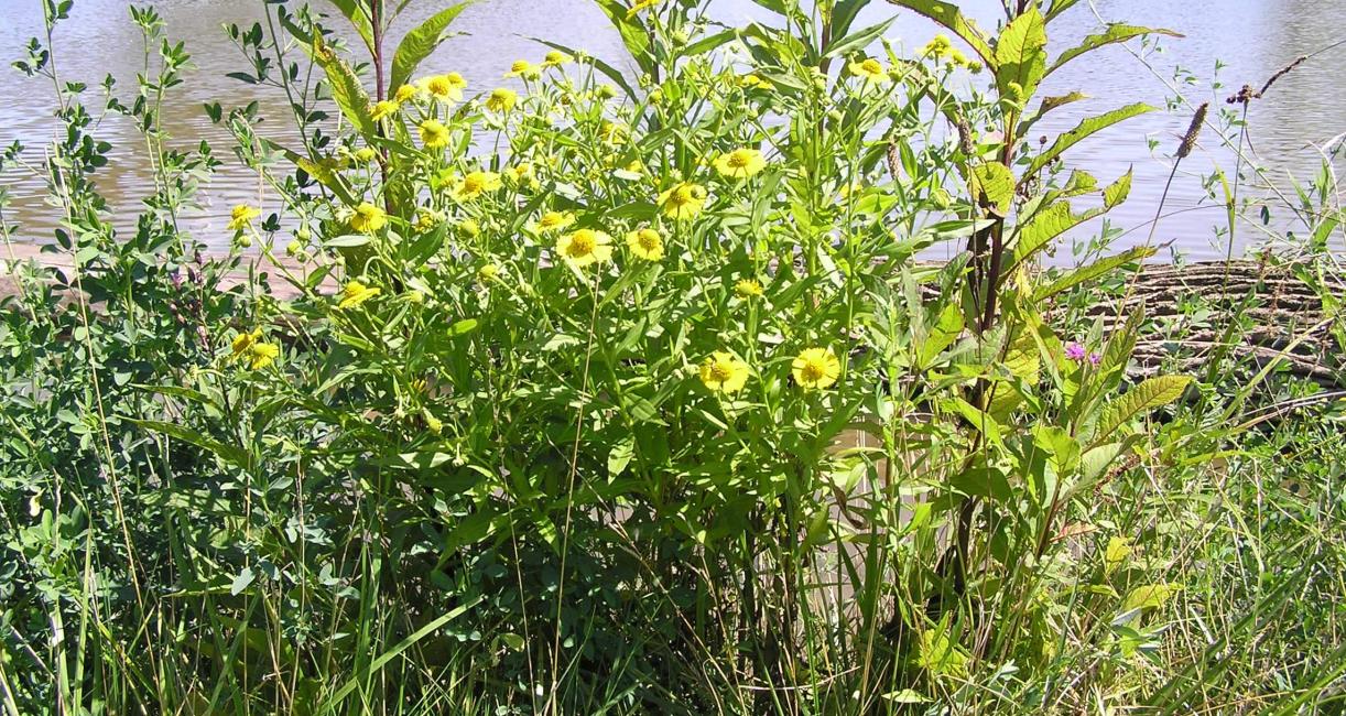 Sneezeweed habit