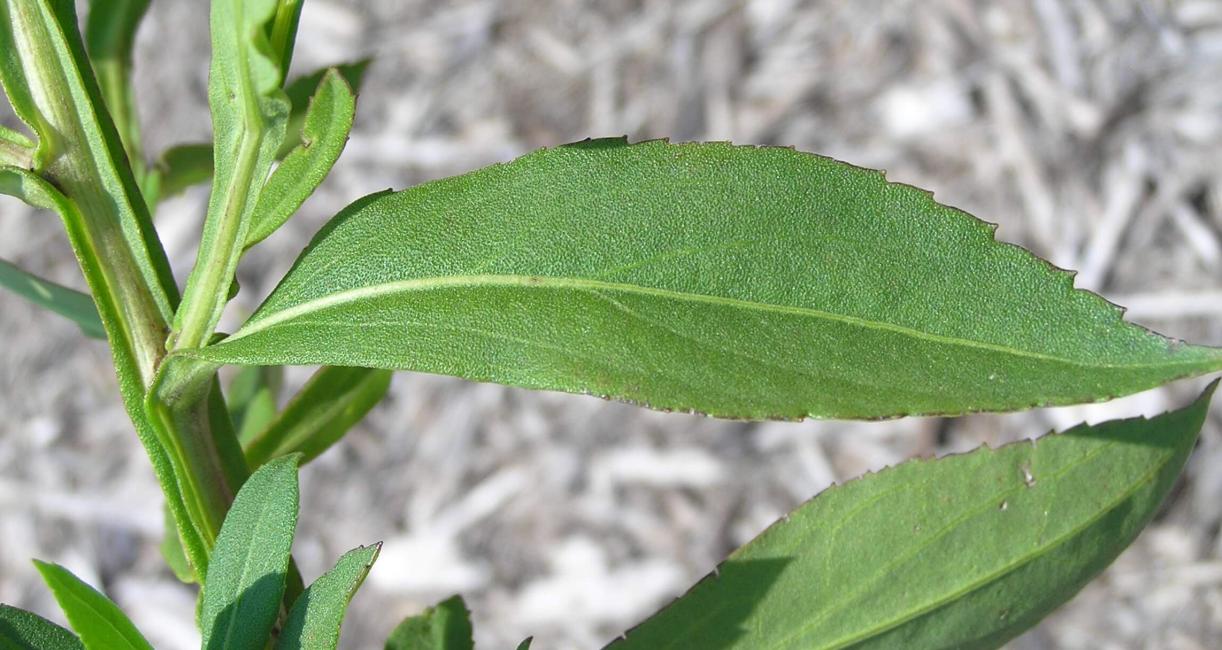 Sneezeweed leaves