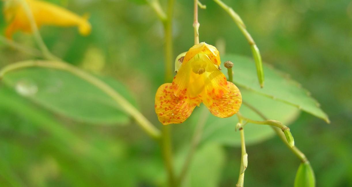 Spotted Touch Me Not flower