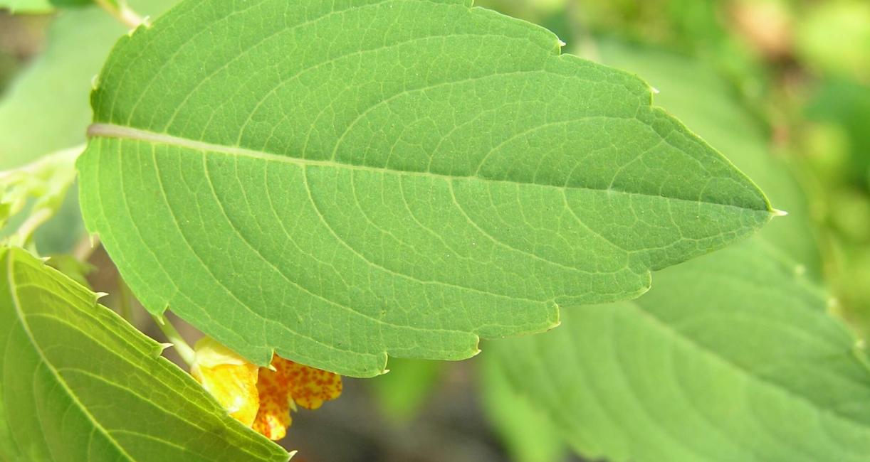 Spotted Touch Me Not leaves