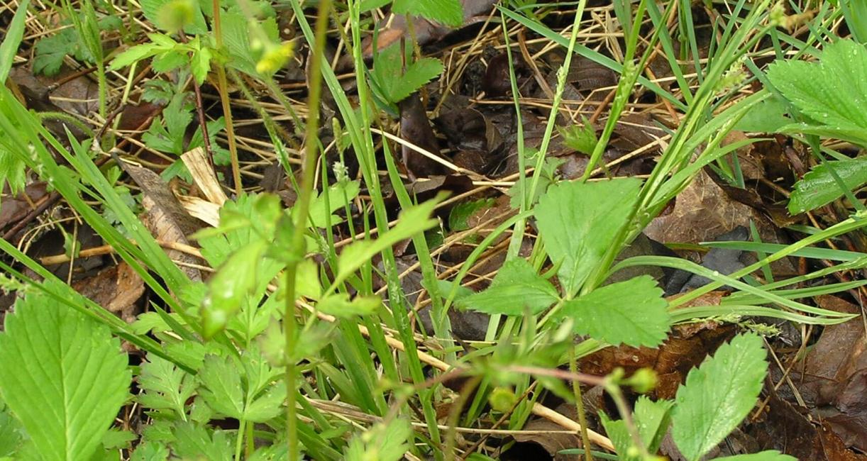 Spring Avens habit