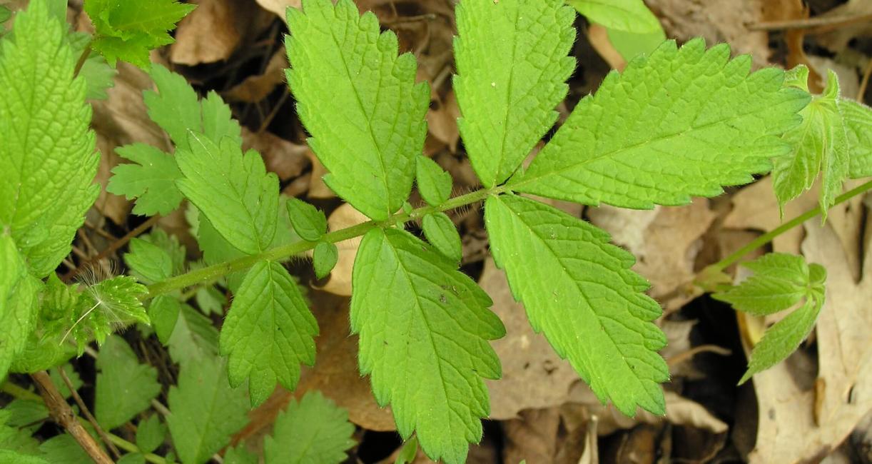 Spring Evans leaves