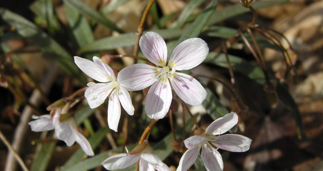 Spring Beauty flower
