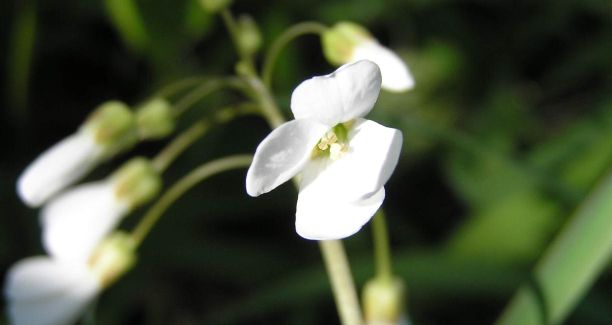 Spring Cress flower