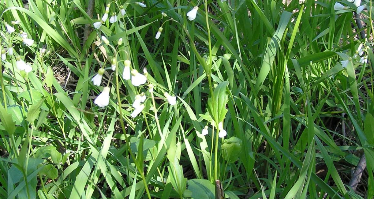 Spring Cress habit