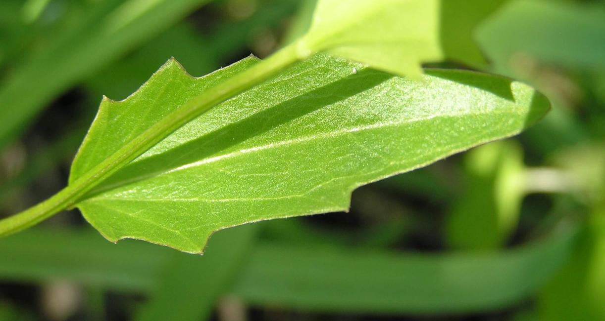 Spring Cress leaves