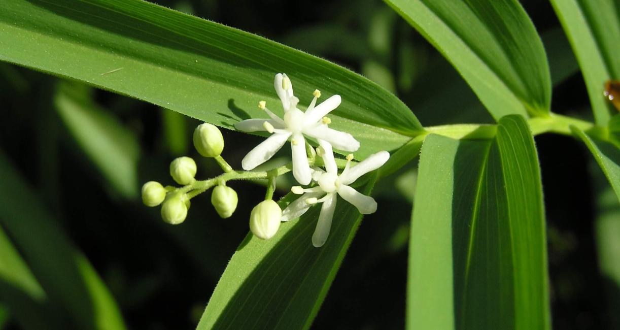 Star Flowered Solomons Seal flower