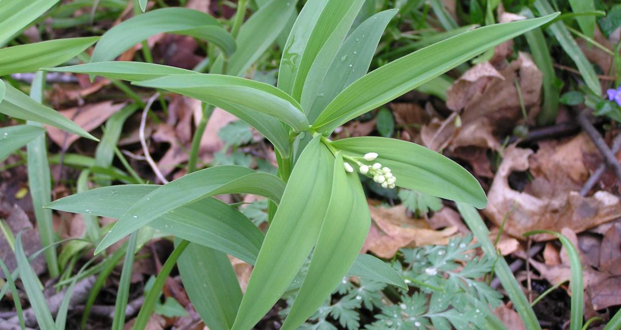 Star Flowered Solomons Seal habit