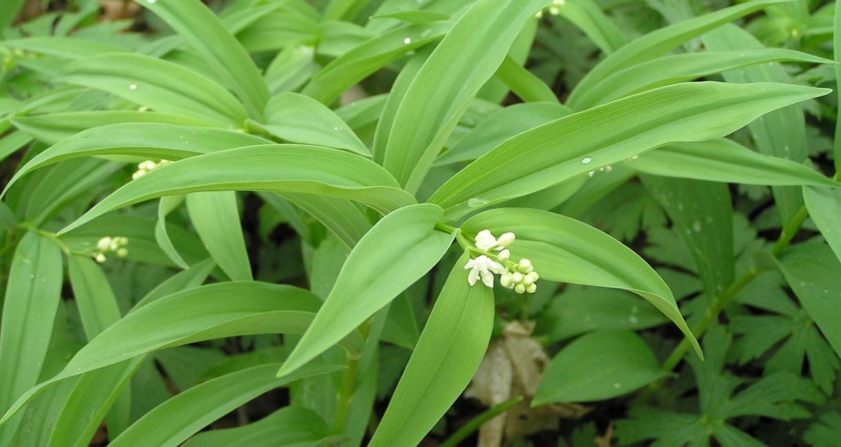 Star Flowered Solomons Seal leaves