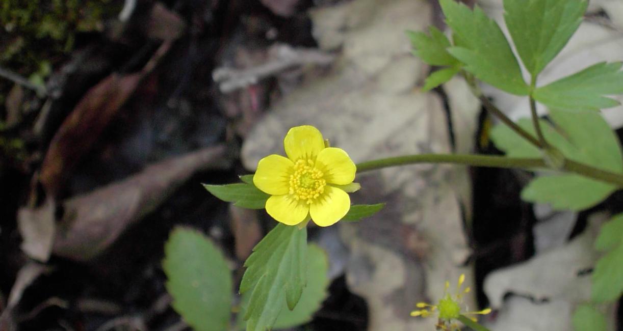 Swamp Buttercup flower
