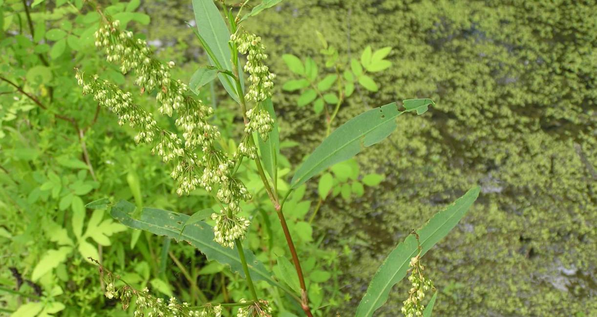 Swamp Dock habit