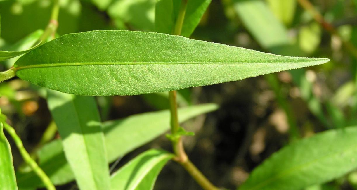 Swamp Dock leaves