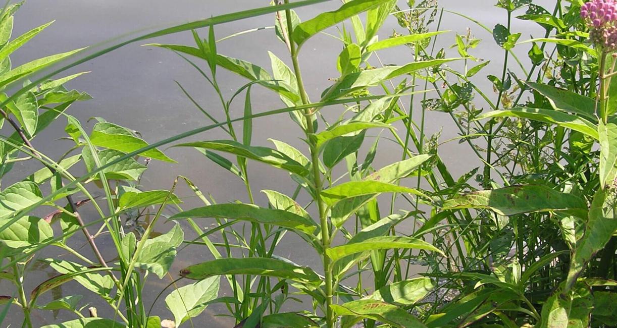 Swamp Milkweed habit