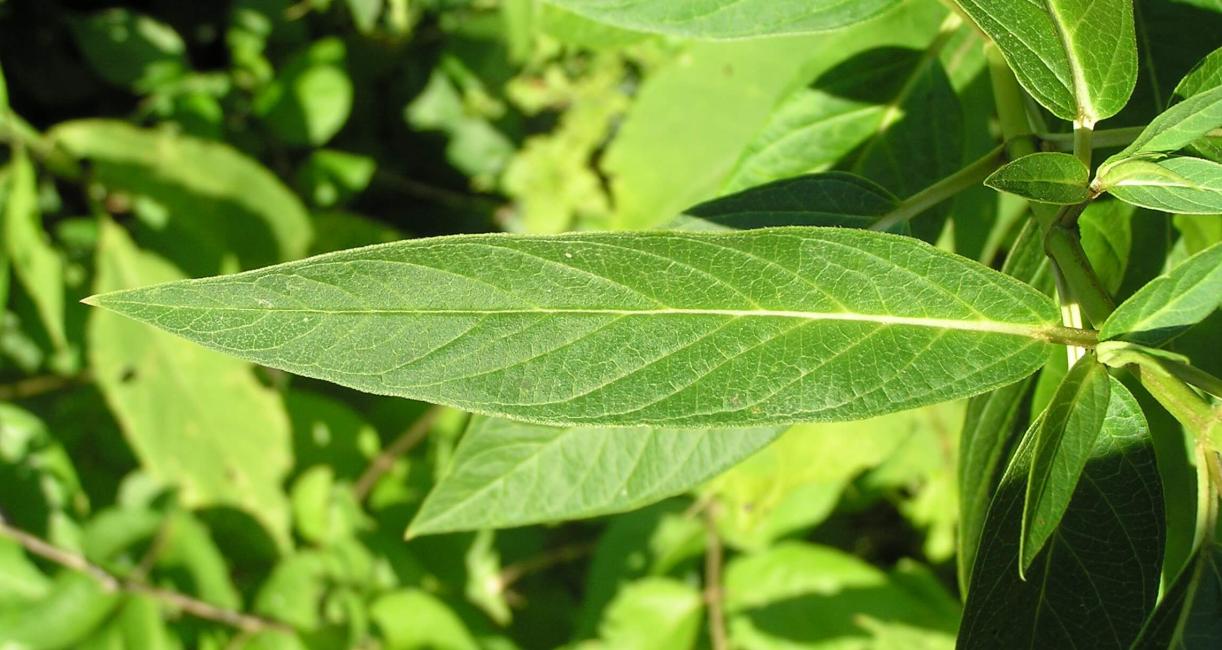 Swamp Milkweed leaves