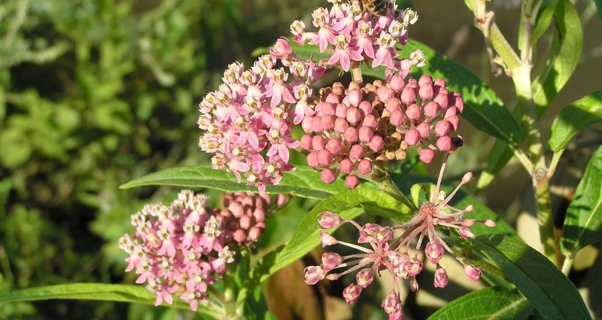 Swamp Milkweed