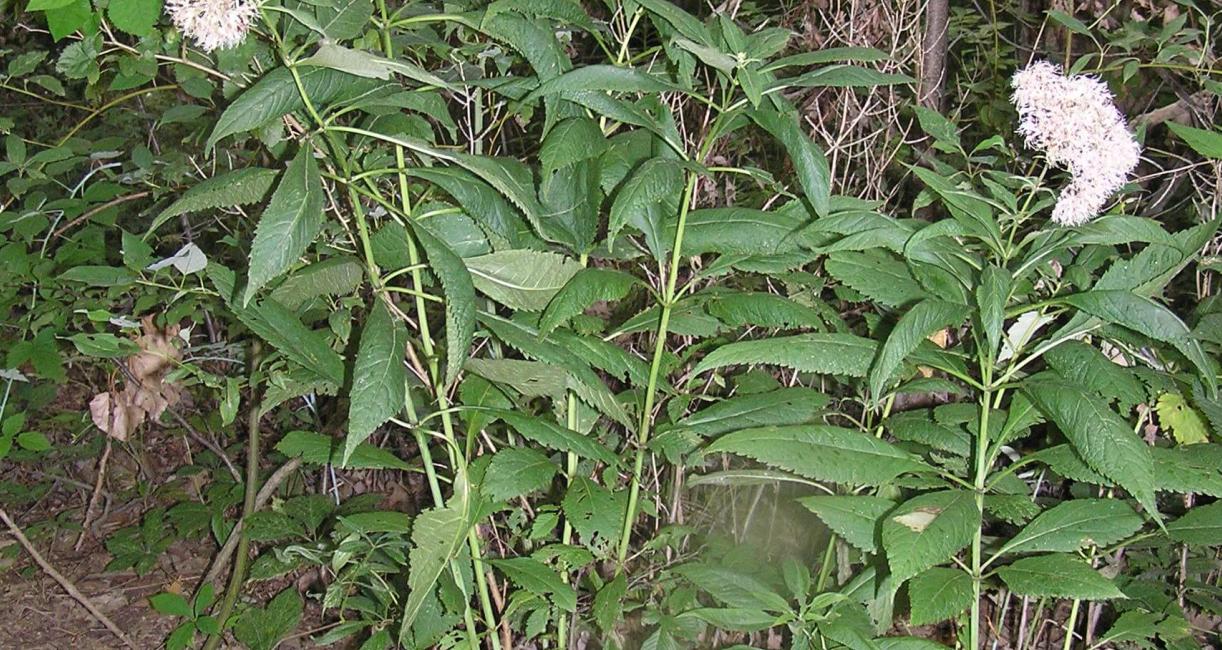 Sweet Scented Joe Pye Weed habit