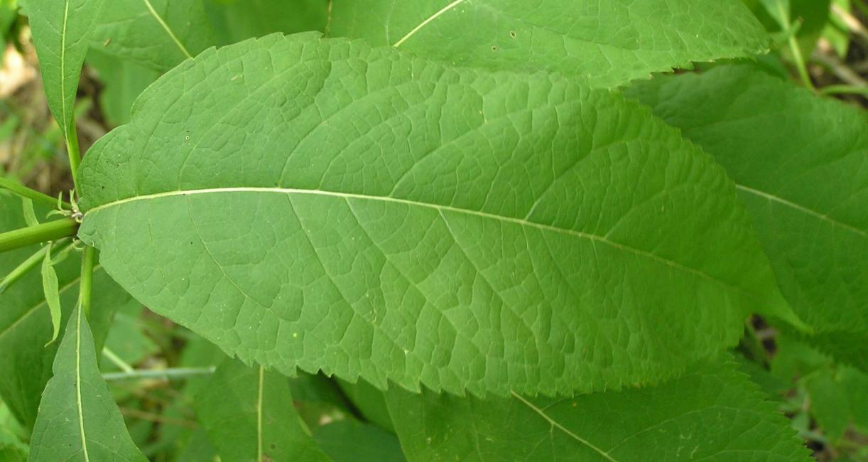 Sweet Scented Joe Pye Weed leaves
