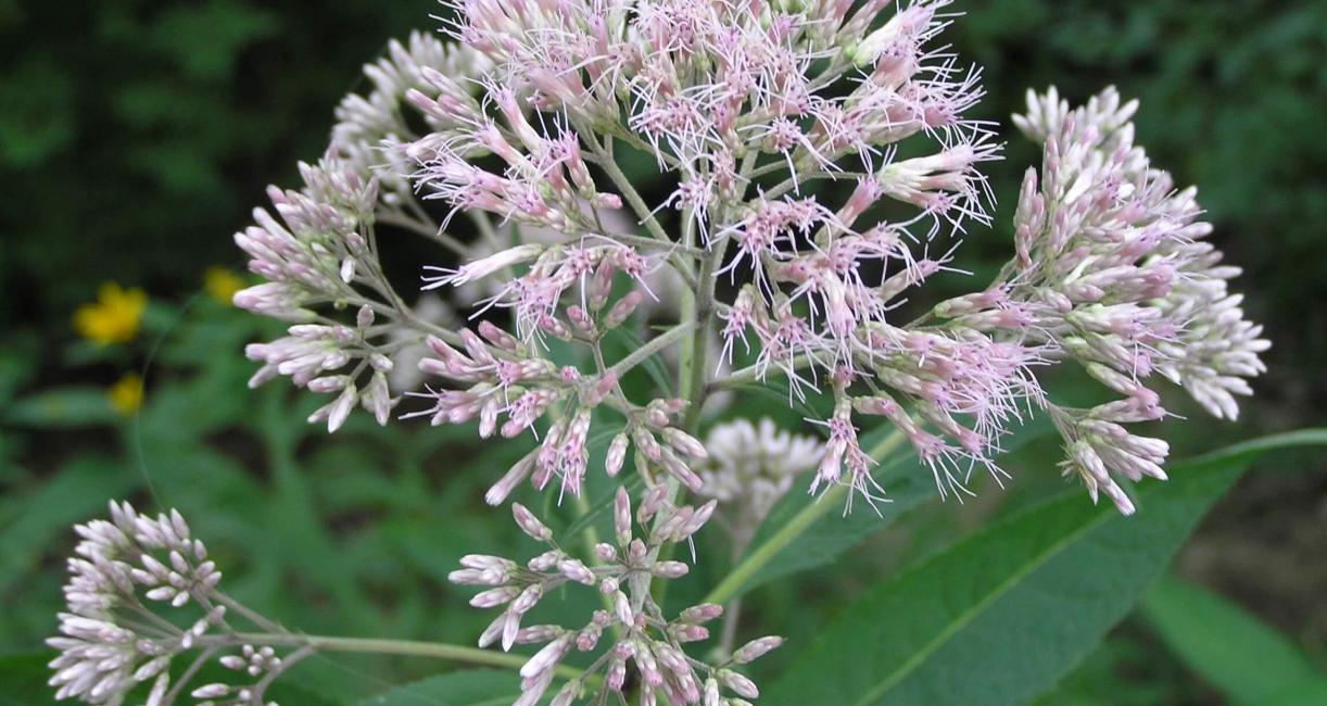 Sweet Scented Joe Pye Weed