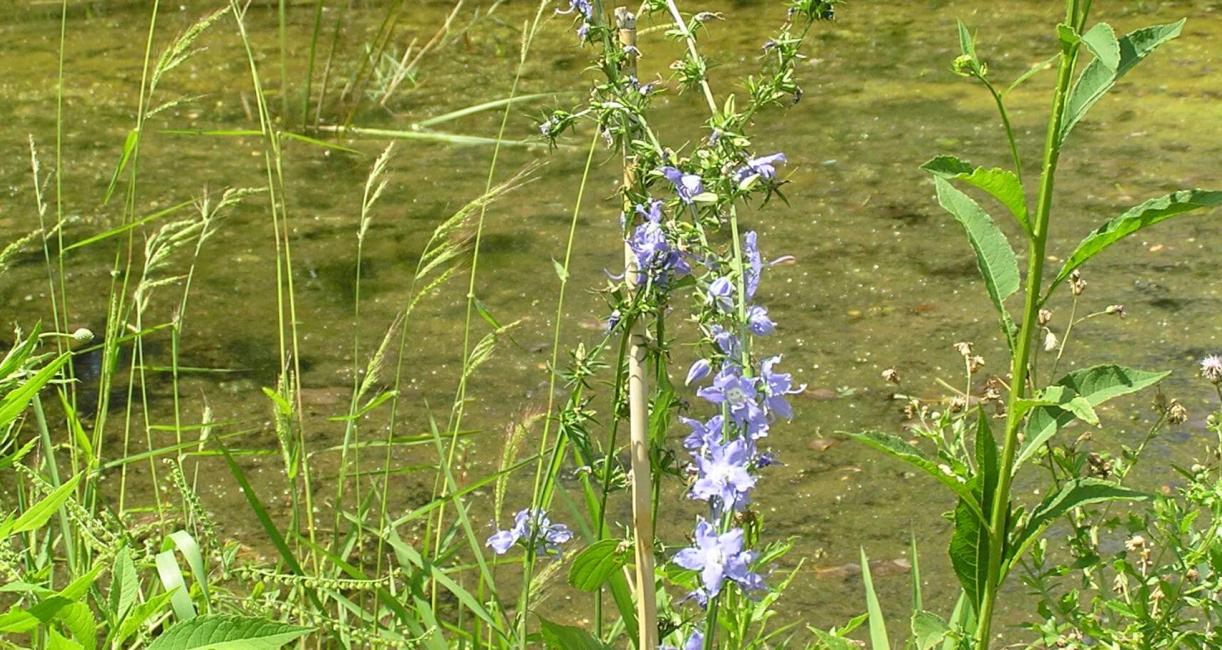 Tall Bellflower habit
