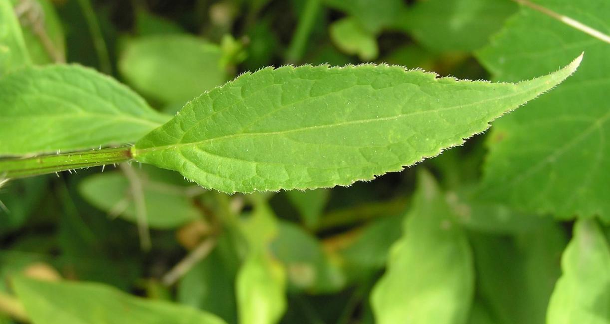 Tall Bellflower leaves