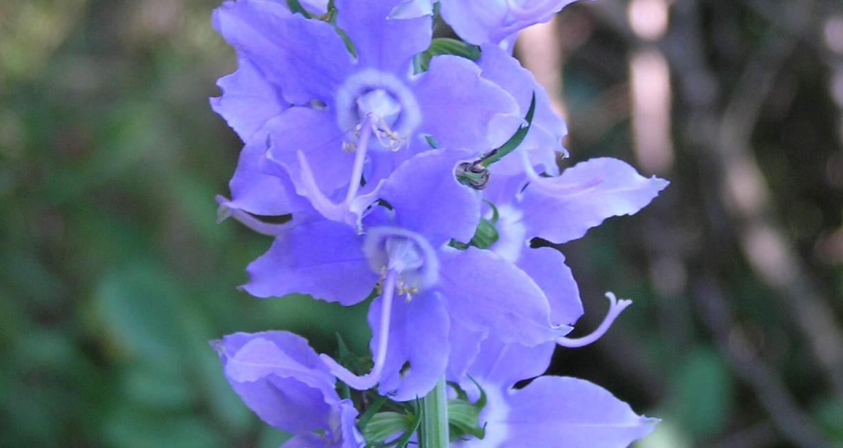Tall Bellflower
