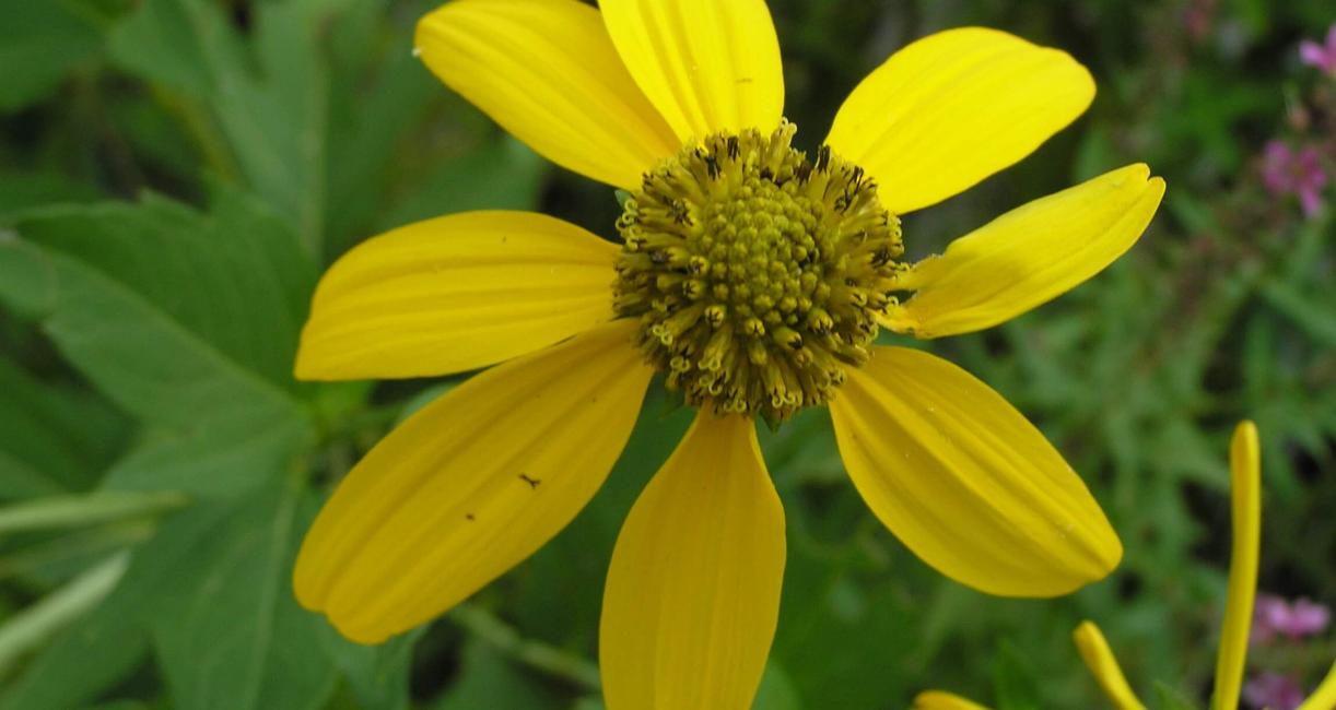 Tall Coneflower flower