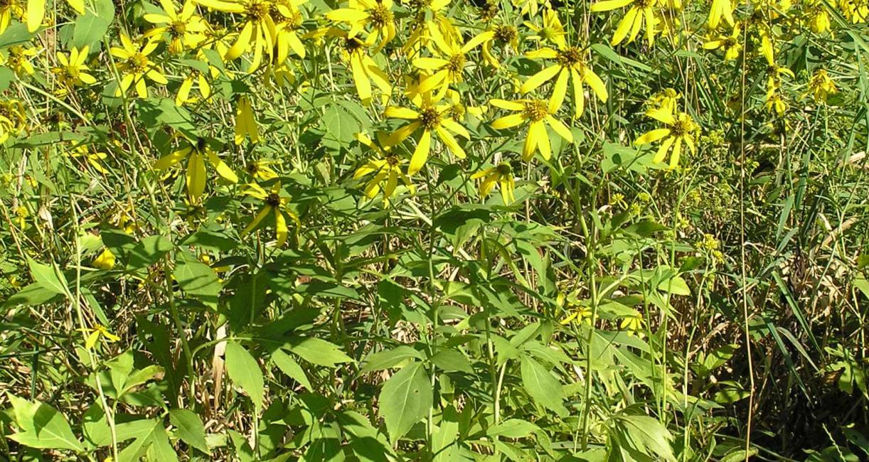 Tall Coneflower habit