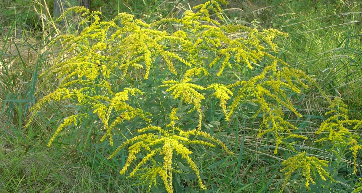 Tall Goldenrod flower