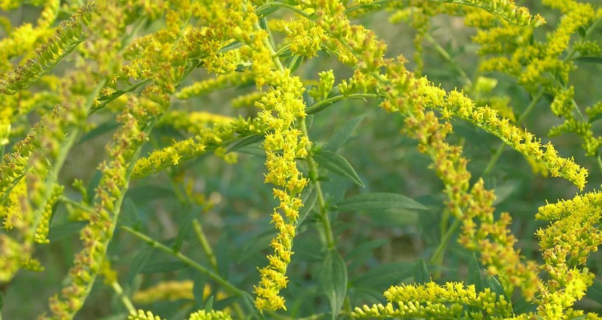 Tall Goldenrod flower