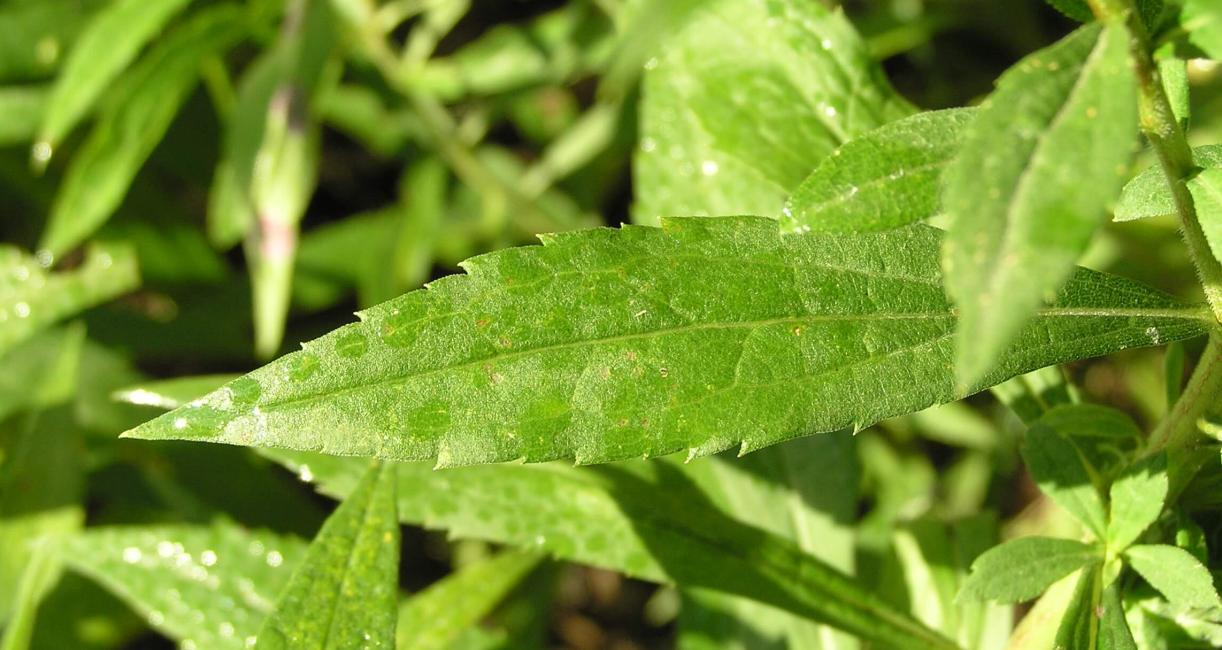 Tall Goldenrod leaves