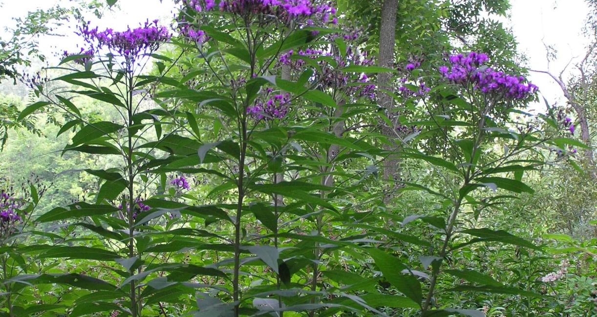 Tall Ironweed habit
