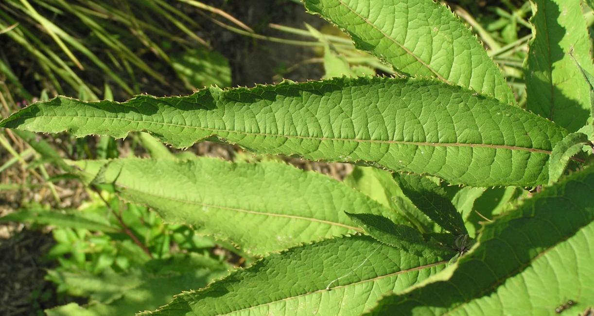Tall Ironweed leaves